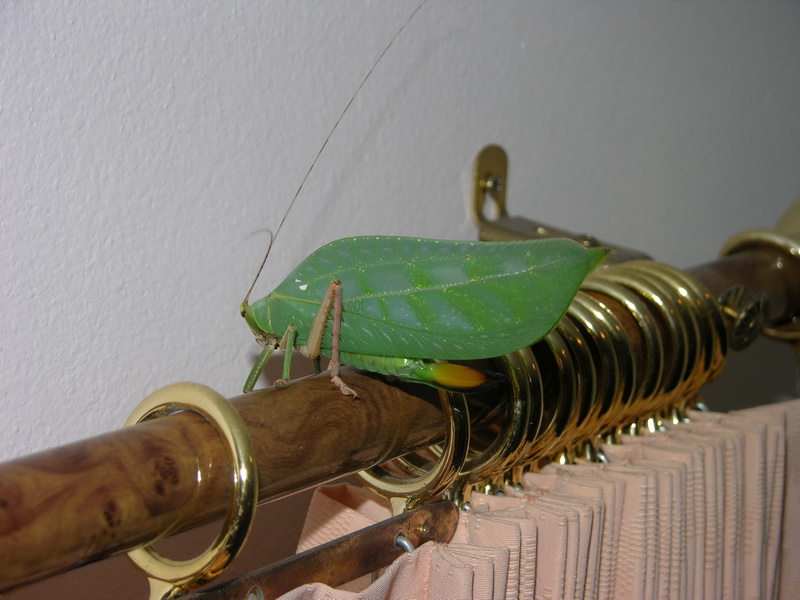 Onomarchus uninotatus - Phuket